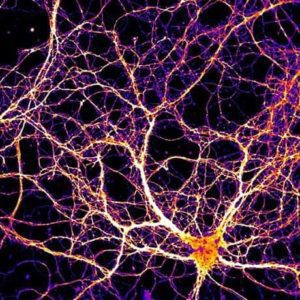 neuroni che esprimono materiale genetico trasportato dalla proteina Arc