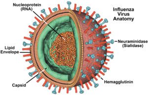 Influenza Da Record: 4 Semplici Regole Da Seguire Per Non Ammalarsi ...