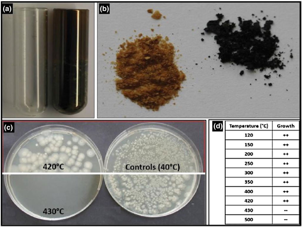 Figura 1: a) Un campione della coltura di estremofili prima e dopo surriscaldamento a 420 °C b) Confronto tra spore di B. amyloliquefaciens prima e dopo surriscaldamento a 420 °C. c) Placcaggio di spore di B. amyloliquefaciens soggette a diverse temperature. d) Tabella qualitativa della capacità di sopravvivenza di spore di B. amyloliquefaciens