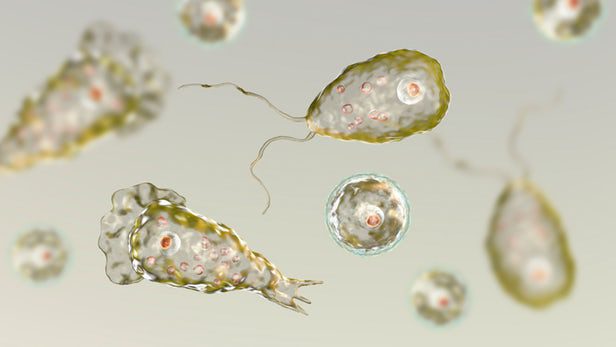 Figura 2 - Naegleria fowleri, ricostruzione grafica