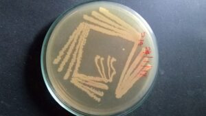 Marine Agar Scheda Del Terreno Di Coltura Per Microbiologia