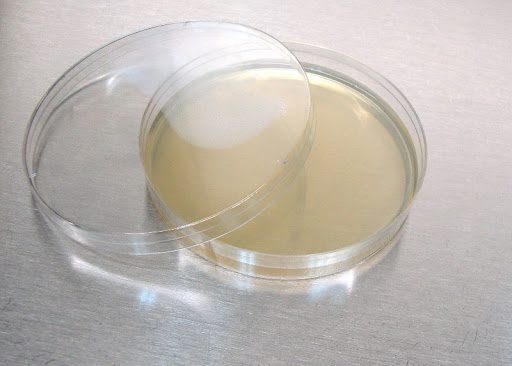 BHI Agar Scheda Del Terreno Di Coltura Per Microbiologia