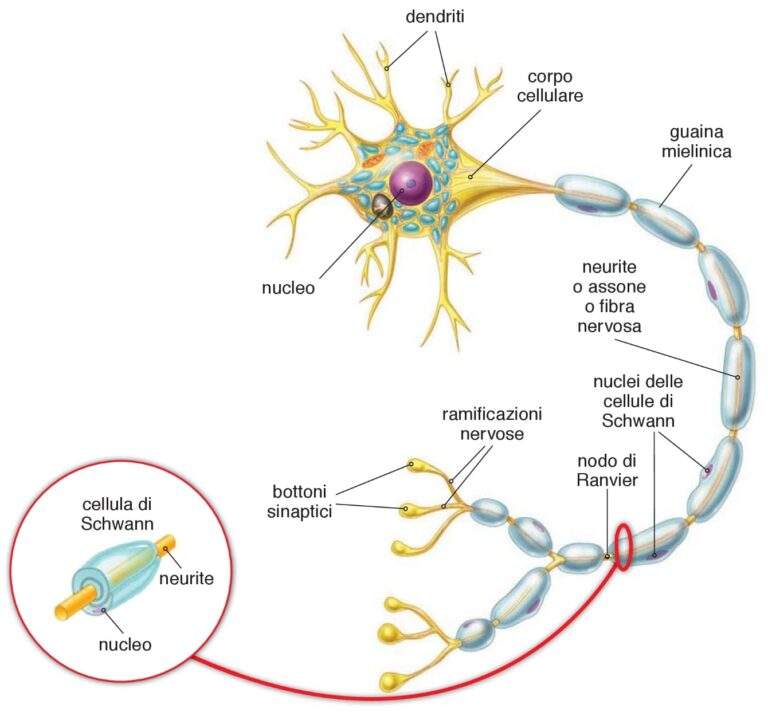 Il Tessuto Nervoso Microbiologia Italia
