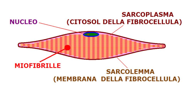 Le Fibre Muscolari Rapide E Lente Differenze Microbiologia Italia