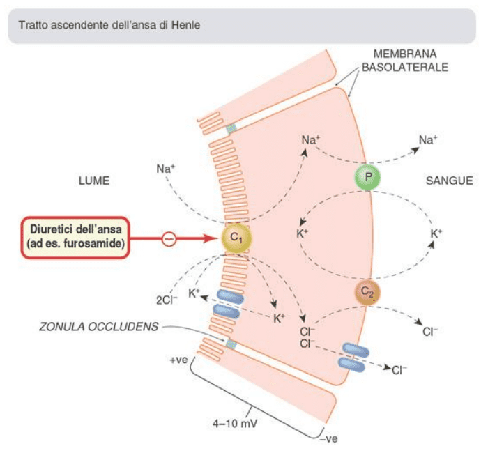 I Diuretici Microbiologia Italia