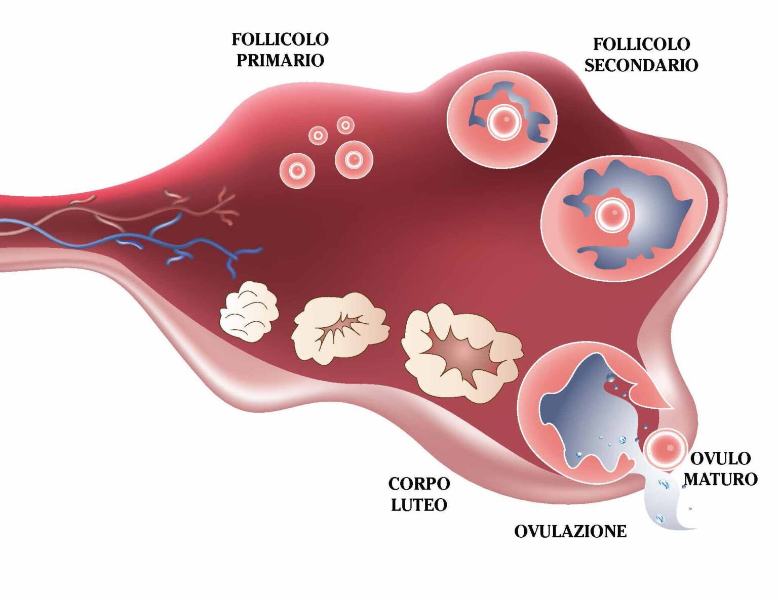 Forma O Do Corpo Luteo Sololearn