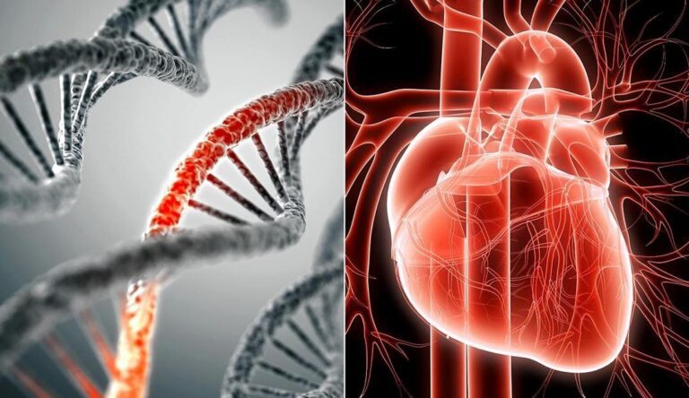 Malattie Cardiovascolari Come Proteggere Il Proprio Cuore