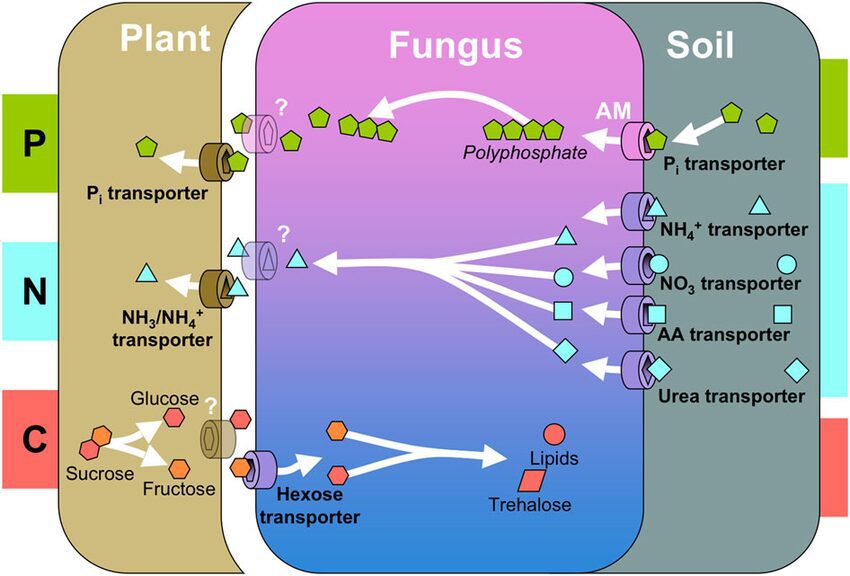 Fig.2 Scambio di nutrienti suolo-fungo-pianta - Agricoltura futuro