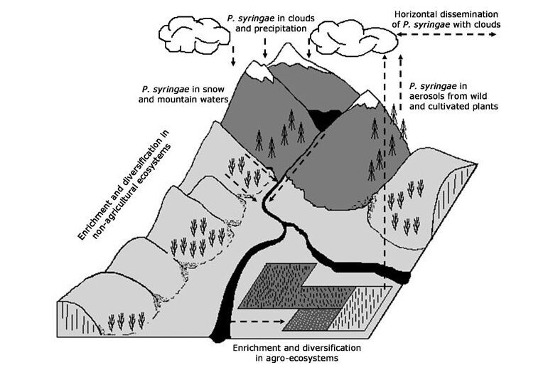 Figura 1. Ciclo di vita di Pseudomonas syringae. Le cellule di P. syringae presenti nelle nuvole vengono depositate attraverso la pioggia o la neve. La fusione della neve contenente P. syringae e la pioggia alimentano laghi e ruscelli che, a loro volta, trasportano il microrganismo nei campi. Successivamente il batterio viene assorbito dagli aerosol e trasportato in modo orizzontale dalle nuvole