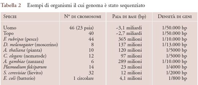 Figura 3 - Esempi di alcuni organismi con relativo numero di cromosomi, paia di basi e densità genica.
