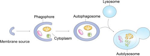 Figura 2 - Schematizzazione del processo dell'autofagia: gli organelli danneggiati vengono rinchiusi in un autofagosoma, trasportati e rilasciati nell'autolisosoma, che ne completa la digestione