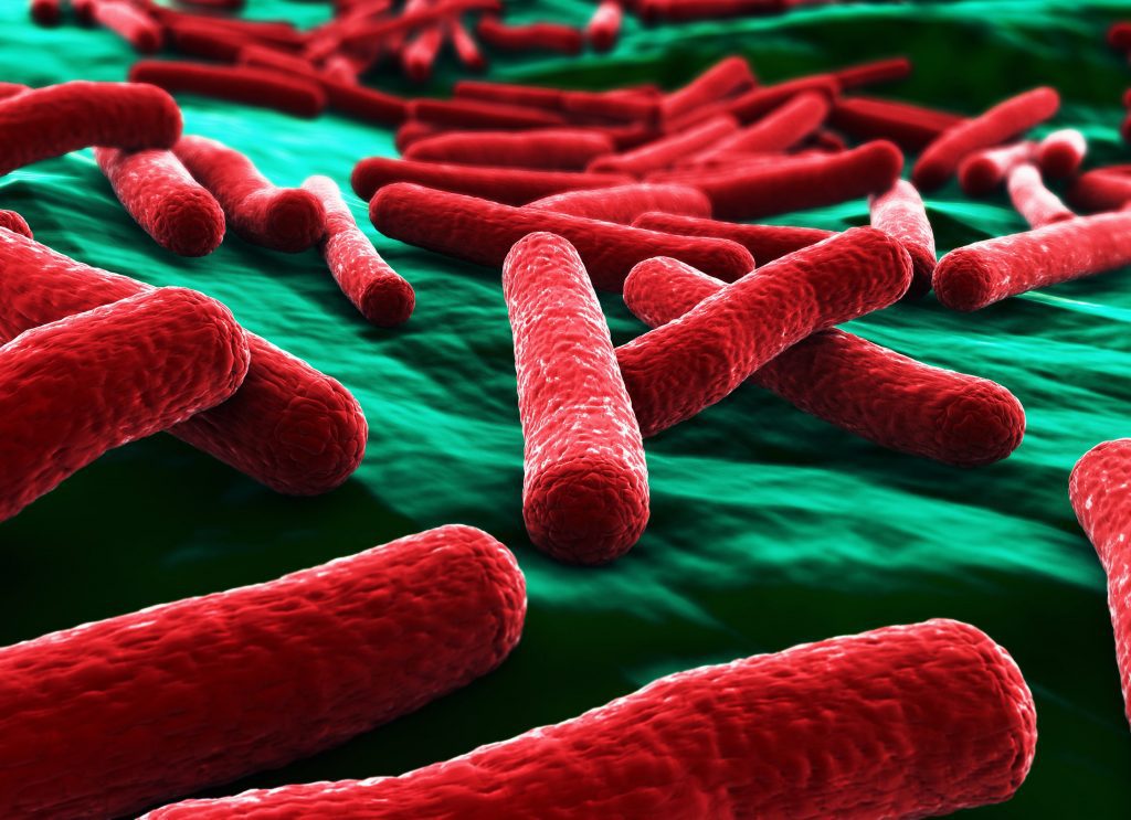 Escherichia Coli – Scheda Batteriologica Ed Approfondimenti