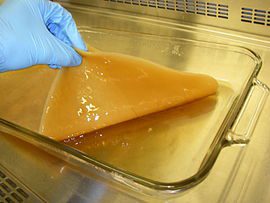 Figura 2: Esempio di foglio di natura cellulosica ottenuto da coltura batterica in laboratorio