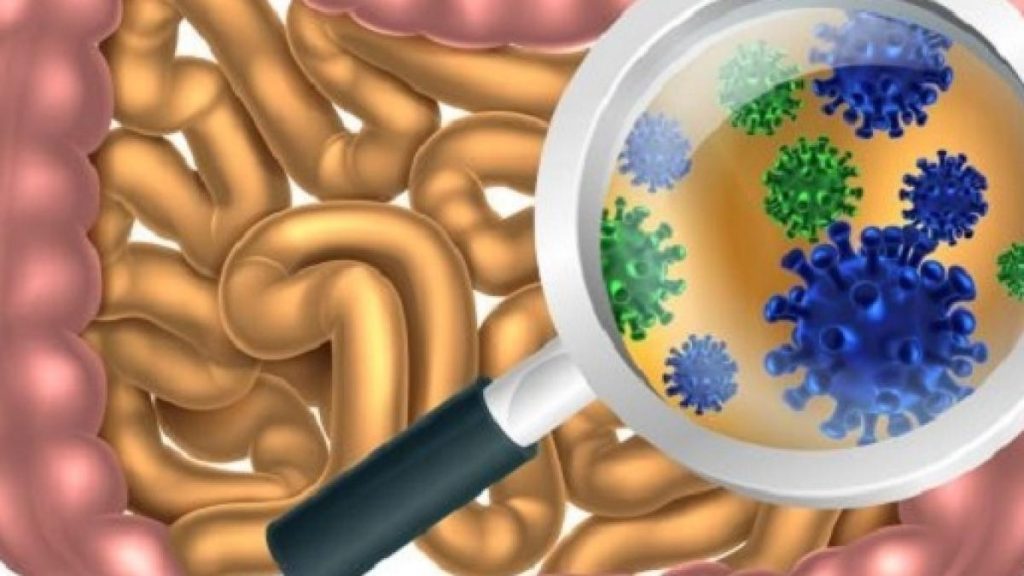 Il Braccio Armato Del Microbiota Contro Cancro Ed Infezioni ...