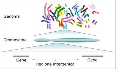 Dal gene al genoma: i successivi livelli di organizzazione dell'informazione genetica nel DNA di un organismo.