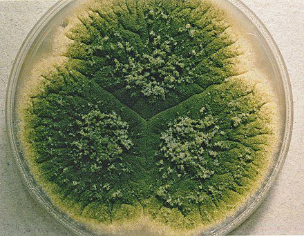 Figura 1 - Aspergillus parasiticus