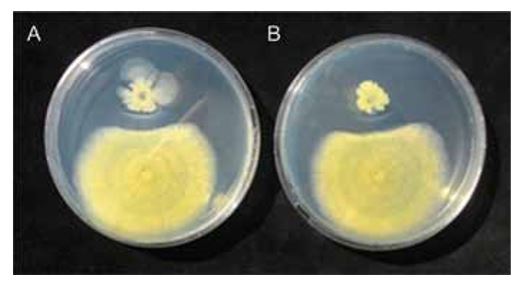 Figura 4 - Inibizione di Aspergillus parasiticus indotta da A) Bacillus subtilis, B) Bacillus amyloliquefaciens