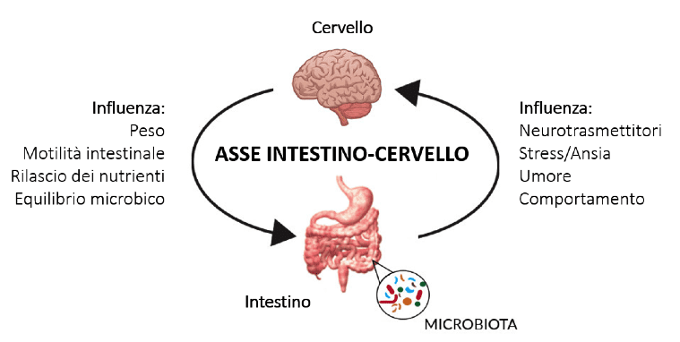 Il Ruolo Del Microbiota Intestinale Nella Salute Mentale ...