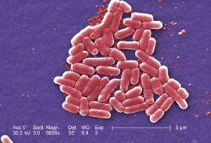 Figura 1 - E. coli