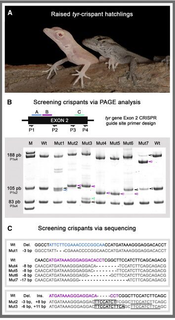 Figura 2: A) Genotipizzazione dei mutanti della progenie attraverso tecnica PAGE sui siti target di CRIPR; B) Genotipizzazione dei mutanti attraverso sequenziamento del locus genico tyr