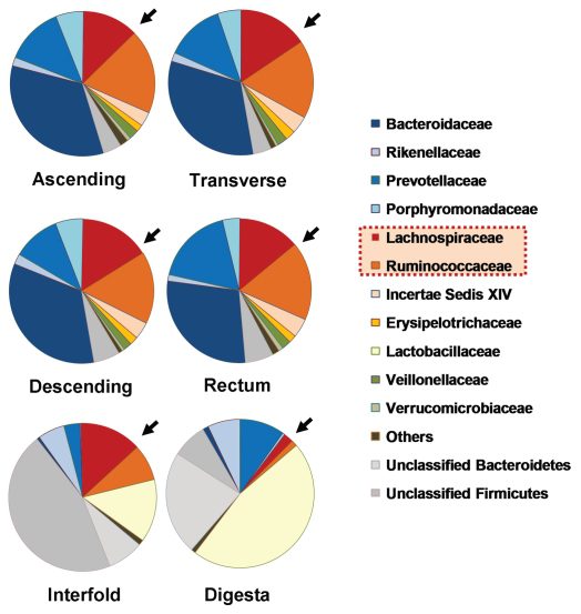 Figura 1 - Distribuzione delle maggiori famiglie batteriche del microbiota nelle diverse sezioni dell'intestino umano