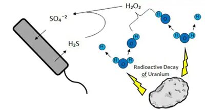 Figura 2: schema rappresentativo del metabolismo di D. audaxaviator. Il decadimento dell’uranio decompone le molecole d’acqua producendo radicali liberi. I radicali attaccano le rocce producendo solfati utilizzati dal batterio per la produzione di ATP