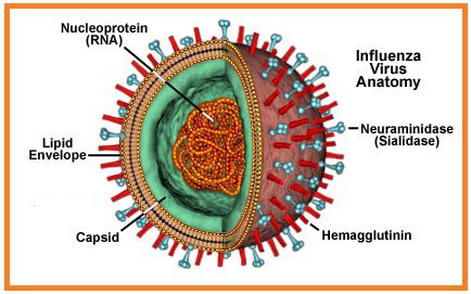 Figura 2. Struttura di un virus appartenente alla famiglia degli Orthomyxoviridae. I virus influenzali hanno una forma tipicamente sferica e sono dotati di capside a simmetria elicoidale e, posto esternamente ad esso, è presente anche un pericapside (nell’immagine di riferimento denominato “lipid envelope”, il quale rappresenta un’ ulteriore membrana protettiva per il virus). I virus dell’influenza A, B e C si distinguono tra loro in base alle proteine matrici e alle nucleoproteine costituenti il capside; ogni nucleoproteina è legata ad un unico segmento della molecola di RNA componente il genoma del virus.  Un’ulteriore distinzione in sottotipi o sottoclassi virali può essere fatta per il virus dell’influenza A in base alle proteine superficiali H (emoagglutinina) ed N (neuroaminidasi)
