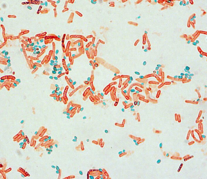 colorazione spore batteriche