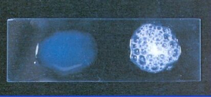 Figura 1 - test della catalasi su vetrino: a sinistra assenza dell'enzima catalasi, a destra presenza dell'enzima catalasi e produzione di bolle