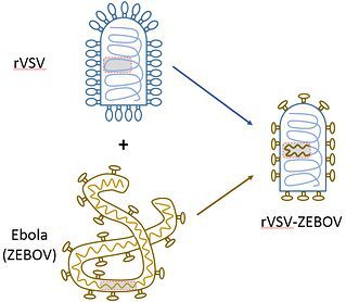 Figura 2 - Rappresentazione schematica della costruzione del vaccino Ervebo. Al virus VSV ricombinante viene fatto esprimere l'antigene di superficie dello Zaire ebolavirus