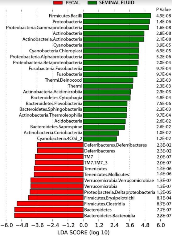 Figura 1 - confronto LEfSe del microbiota in campioni di liquido seminale o fecali