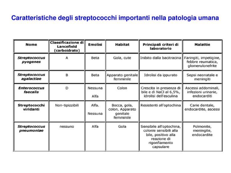 Streptococcus Pyogenes Scheda Batteriologica Ed Approfondimenti