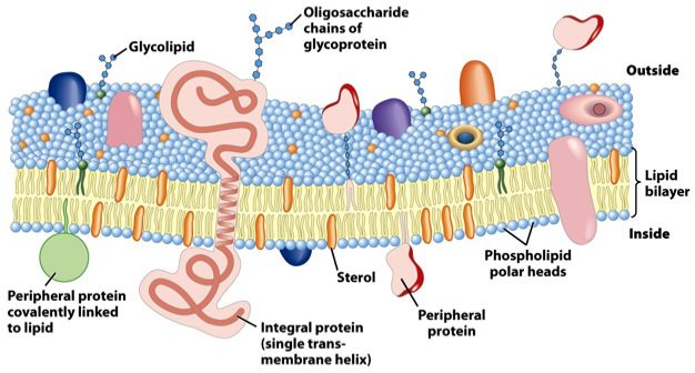 Figura 1 - Membrana cellulare