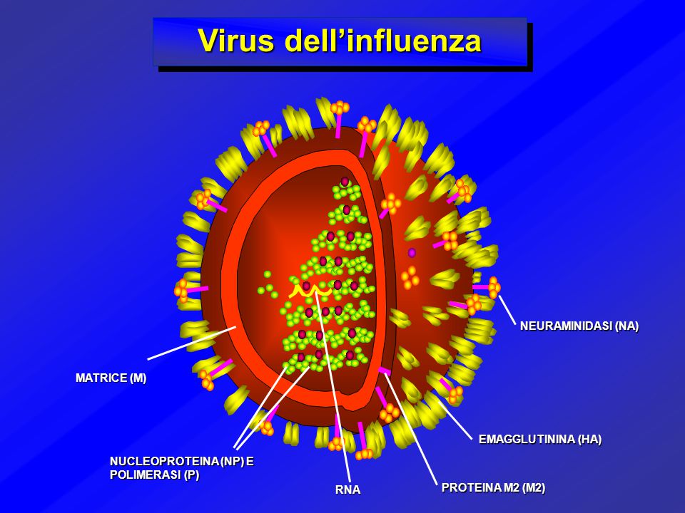 Risposta Immunitaria Al Virus Influenzale: Immunità Innata Ed Adattativa