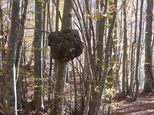 Immagine di una caratteristica galla tumorale causata da Agrobacterium tumefaciens