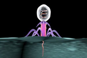Batteriofago inietta il genoma nella cellula ospite