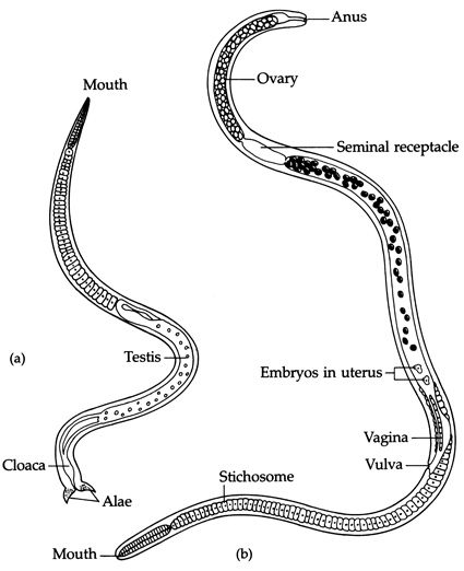 Differenze tra una femmina (B) e un maschio (A) di Trichinella spiralis