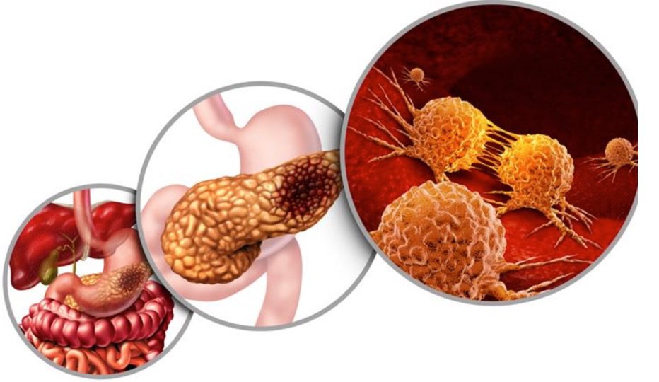 Connessione tra intestino e pancreas