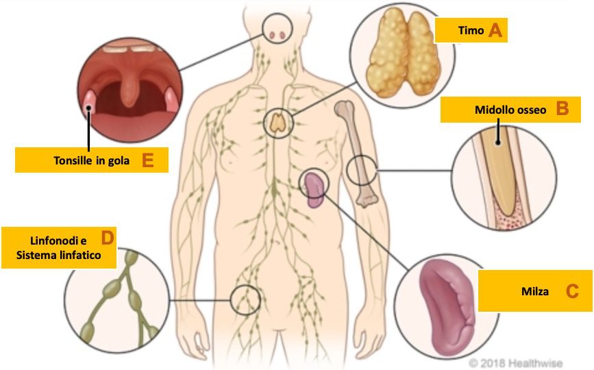 Rappresentazione degli organi principali del sistema immunitario. 