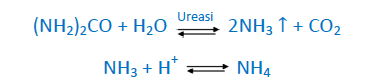 reazione d'idrolisi dell'urea e prodotti di reazione