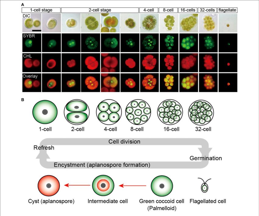 ciclo biologico di Haematococcus pluvialis

