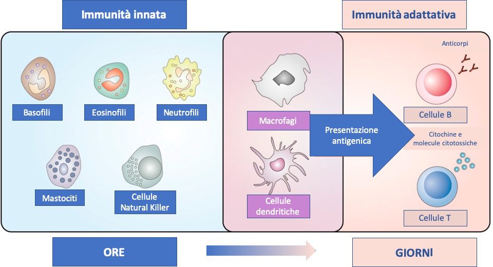 Rappresentazione schematica delle componenti cellulari e del tipo di risposta dell'immunità innata e di quella adattativa. 