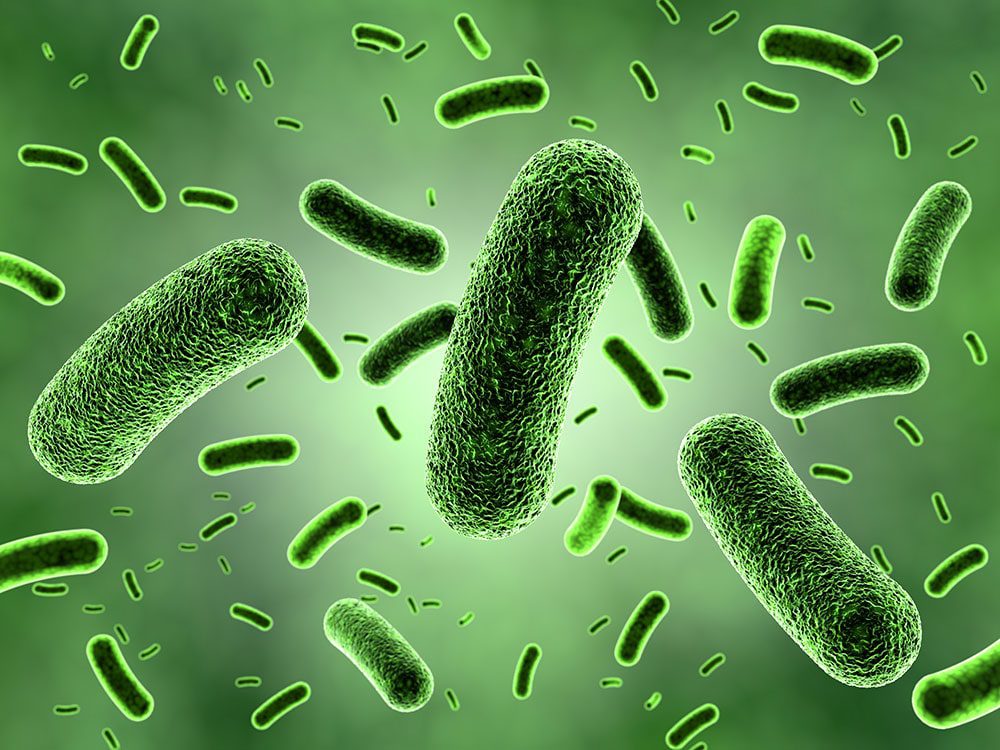 Mycobacterium tubercolosis