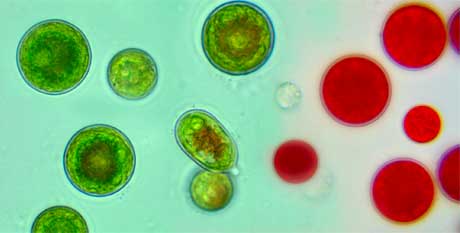 l'astaxantina rende rossa haematococcus pluvialis
