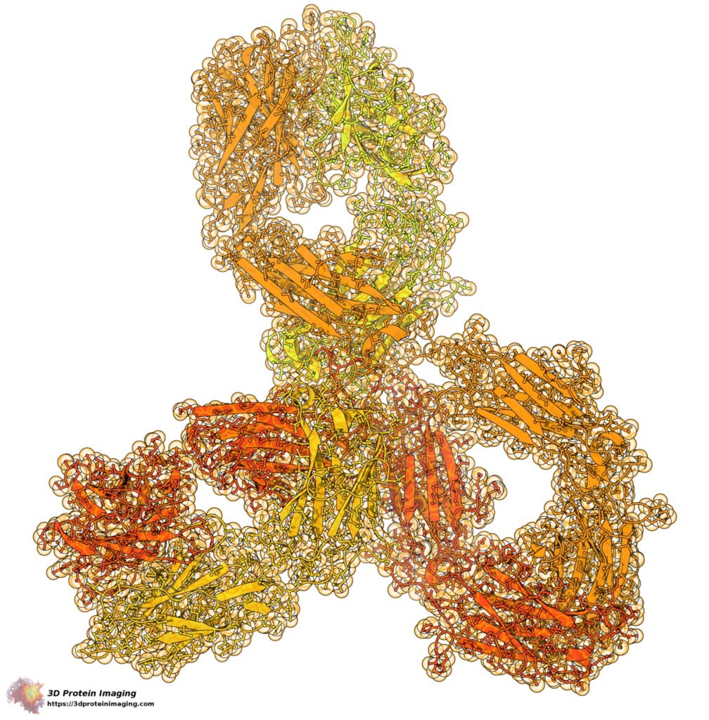 Struttura tridimensionale che descrive la tipica forma a Y di un'immunoglobulina