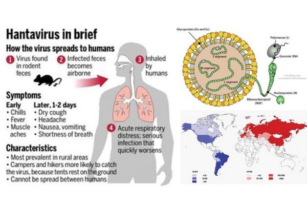 Hantavirus in breve: diffusione, sintomi e caratteristiche