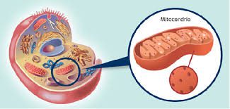 localizzazione mitocondri all'interno delle cellule eucariotiche