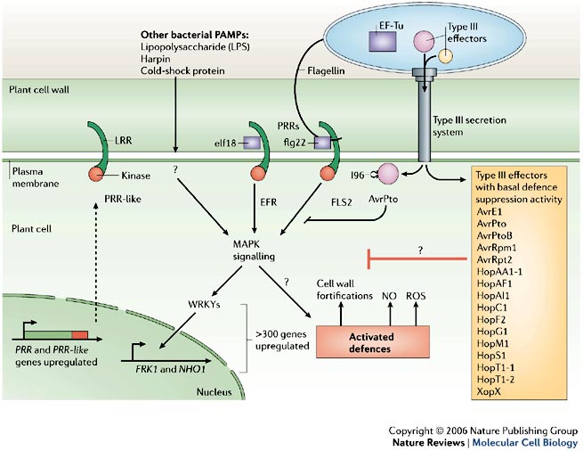 modello di attivazione delle PRRs e relativa soppressione mediata dagli effettori di tipo III.