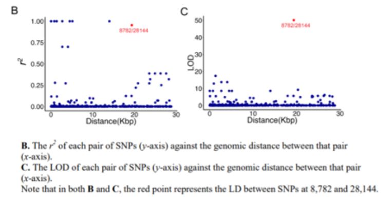 distanza genomica tra i due SNPs