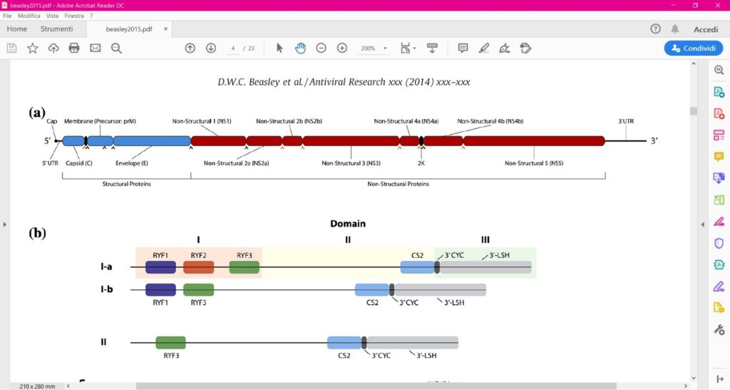 Rappresentazione schematica dell’organizzazione del genoma di YFV. Le regioni che codificano per le proteine strutturali, sono evidenziate in blu ,quelle che codificano per proteine non strutturali sono invece in rosso. I siti di clivaggio delle proteasi degli ospiti (nero) e virali (rosso)sono indicate dalle frecce (^)